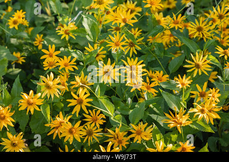 De plus en plus le tournesol géant dans le nord du Wisconsin. Banque D'Images