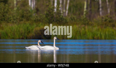 Trumpter cygne sur un lac sauvage du nord du Wisconsin Banque D'Images