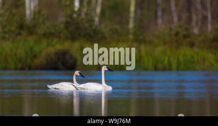 Trumpter cygne sur un lac sauvage du nord du Wisconsin Banque D'Images