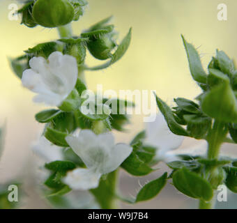 Gros plan de fleurs de basilic vert dans le jardin, Ocimum basilicum Banque D'Images