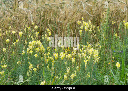 Linaire vulgaire, la linaire jaune, Linaria vulgaris, croissant sur les bords de champ d'orge, Sussex, Royaume-Uni, août. Banque D'Images