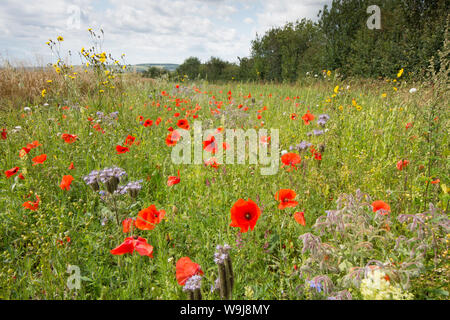 Fleurs sauvages en marge du champ gauche pour favoriser la faune et les insectes, sur les South Downs, les fleurs sont le laiteron des champs, coquelicots, Bourrache, Blue tansy, UK Banque D'Images