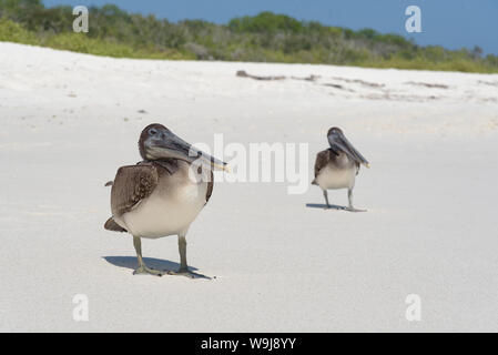 Pélican brun sur la plage sur la Baie de Gardner, Espanola, l'île des Galapagos, Equateur, Amérique du Sud. Banque D'Images