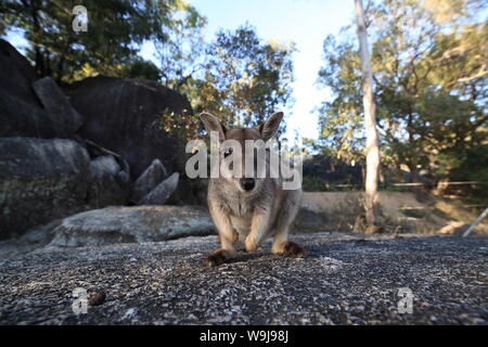 Mareeba rock wallabies à gorge en granit, Queensland, Australie Banque D'Images