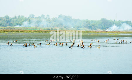 Oiseaux qui meurent de la pollution de l'eau. Red crested pochard oiseaux migrateurs volent autour de la rivière Yamuna sur matin de forte pollution atmosphérique se propager dans l'air en ville Banque D'Images