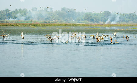 Troupeau d'oies en migration Red crested pochard ensemble en tant que groupe repéré dans un littoral pollué de Vedanthangal Bird Sanctuary Kancheepuram Inde, un Banque D'Images