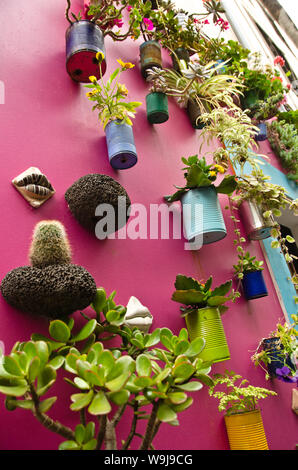 Rose à un mur d'une maison à Funchal, Madère, Portugal, Europe sont joints de nombreux pots de plantes avec plusieurs plantes vertes pour la décoration Banque D'Images