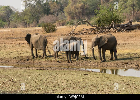 Un troupeau d'Éléphants brousse africaine. Photographié au lac Kariba, Zimbabwe Banque D'Images