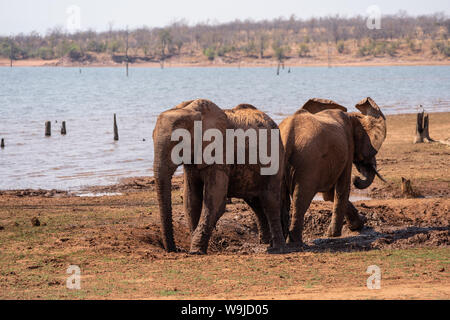 Un troupeau d'Éléphants Bush africain (Loxodonta africana) photographiée au Parc National du lac Kariba, Zimbabwe Banque D'Images