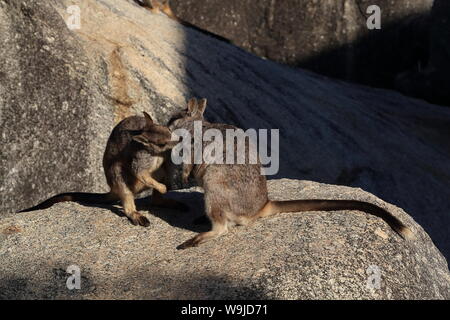 Mareeba rock wallabies à gorge en granit, Queensland, Australie Banque D'Images