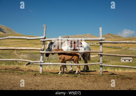Mare et foal dehors dans un emplacement de montagne près d'un ranch de chevaux paddock Banque D'Images