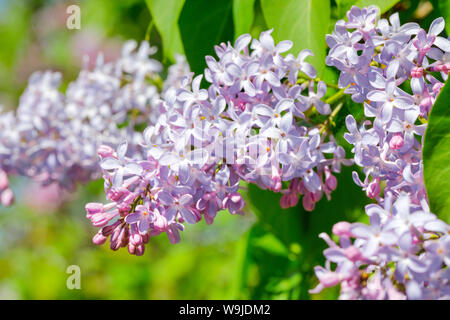 «Flieder, Syringa vulgaris, Schweiz Banque D'Images