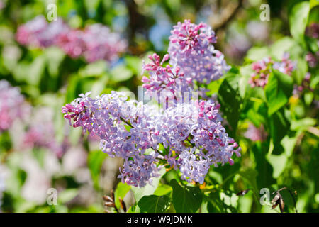 «Flieder, Syringa vulgaris, Schweiz Banque D'Images