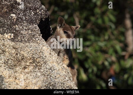 Mareeba rock wallabies à gorge en granit, Queensland, Australie Banque D'Images