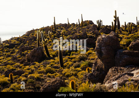 Cactus géants sur une colline au milieu d'un désert de sel à Uyuni en Bolivie Banque D'Images