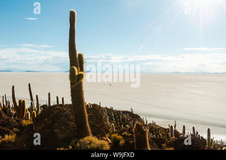 Cactus géants sur une colline au milieu d'un désert de sel à Uyuni en Bolivie Banque D'Images