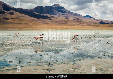 Flamants Roses dans le lac dans le désert bolivien Banque D'Images