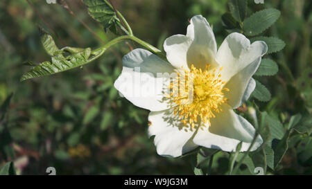 Dog rose fleurs. Rosa Canina. White Rose. Fond Rose. Style de la nature. Banque D'Images