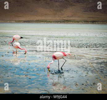 Flamants Roses dans le lac dans le désert bolivien Banque D'Images