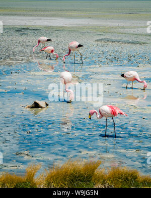 Flamants Roses dans le lac dans le désert bolivien Banque D'Images