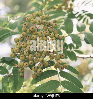 Rowan berry. Mountain ash. Arbre d'été. Arrière-plan de petits fruits. Banque D'Images