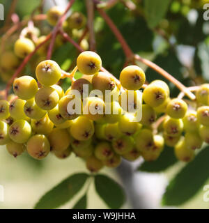 Rowan berry. Mountain ash. Arbre d'été. Arrière-plan de petits fruits. Banque D'Images
