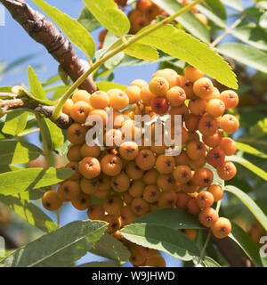 Rowan berry. Mountain ash. Arbre d'été. Arrière-plan de petits fruits. Banque D'Images