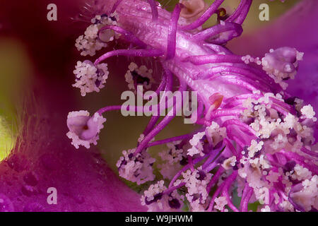 Extreme close up de Lavatera capitule avec étamines dans macro montrant les bourgeons pollen Banque D'Images
