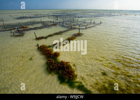 Algues croissant sur la rive orientale de Zanzibar Banque D'Images