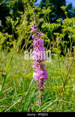 Mauvaises herbes fleurs sauvages envahissantes salicaire Lythrum salicaria croissant dans un pré zala hongrie Banque D'Images