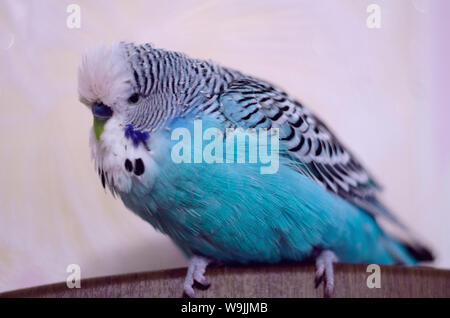 Perroquet oiseau, ondulé, beau bleu sur un fond clair, Close up Banque D'Images