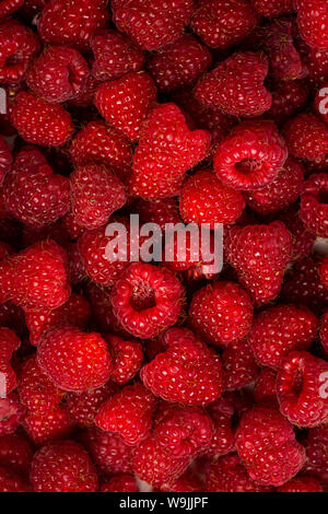 Plan Macro sur un tas de framboises fraîches Banque D'Images