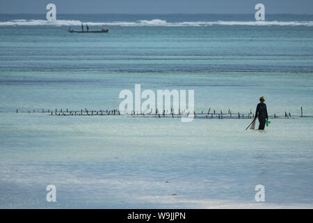 Algues croissant sur la rive orientale de Zanzibar Banque D'Images