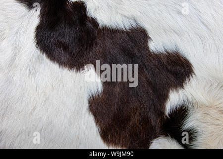 La texture de la peau de vache brun manteau avec fourrure noir blanc et brun Banque D'Images