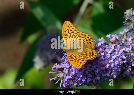 Silver-lavé fritillary (Argynnis paphia papillon), sur Buddlleia Banque D'Images