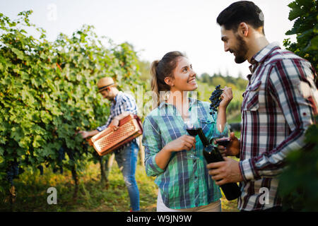 Wine grower montrant nice pendant la récolte des raisins Banque D'Images