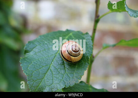 Grove ou lèvres marron, escargot Cepaea nemoralis, sur une feuille avec un fond d'un mur de briques et de feuilles. Banque D'Images