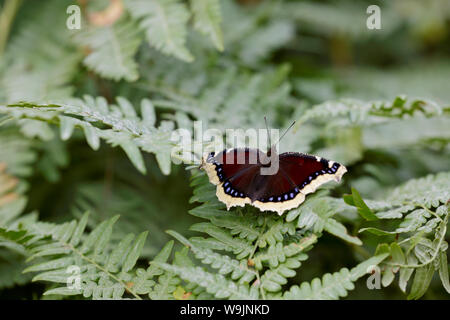 Cape Nymphalis antiopa deuil papillon assis sur une feuille de polypode commun Banque D'Images