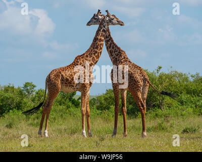 Giraffe réticulée couple dans un Kenya Banque D'Images