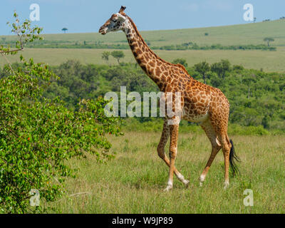 Giraffe réticulée dans un Kenya Banque D'Images