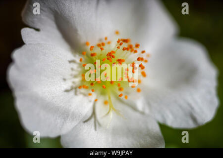 Gros plan d'une fleur pourpier blanc Banque D'Images