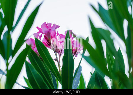 Rose à fleurs laurier-rose (Nerium oleander) bush. Photographié en Grèce en juin Banque D'Images