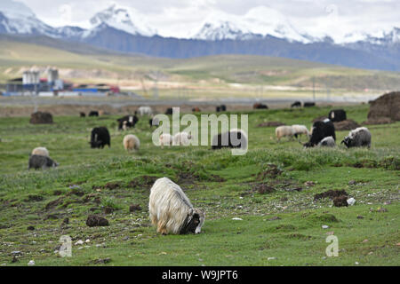 Lhassa. 9 Août, 2019. Des troupeaux de bétail paître sur une prairie en Damxung de comté du sud-ouest de la Chine dans la région autonome du Tibet, le 9 août, 2019. Sur les pâturages des hauts plateaux dans le comté de Damxung dans le nord de la région autonome du Tibet, la saison des pluies arrive dans l'été avec de l'eau en abondance et de l'herbe pour le bétail pour se nourrir. La région est l'un des principaux producteur et exportateur de produits laitiers et de viandes, qui produisent une source vitale de revenus pour les habitants locaux. Crédit : Li Xin/Xinhua/Alamy Live News Banque D'Images