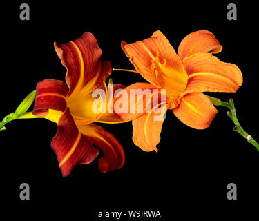 L'hémérocalle de macro d'une paire de l'orange et le rouge de toucher les fleurs, fond noir, texture, fine art still life vintage peinture, paire symbolique Banque D'Images