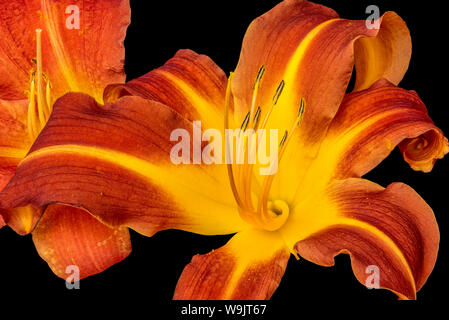 Wide Open jaune orange vif daylily fleurs sur fond noir,macro concrètes et détaillées, de texture fine art still life color close-up Banque D'Images