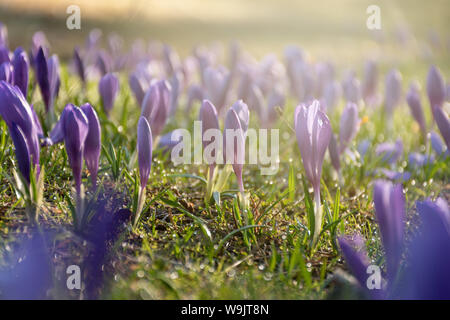 Domaine de la Purple crocus au printemps, avec les fusées sun shining Banque D'Images