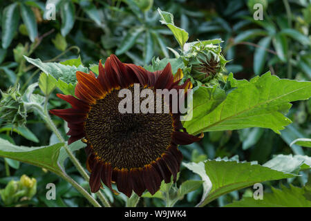 Rare dysfonctionnement tournesol tournesol jaune vif, avec des gènes de couleur marron chocolat et de pigmentation dans les pétales, Helianthus annuus Banque D'Images