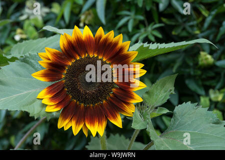 Rare dysfonctionnement tournesol tournesol jaune vif, avec des gènes de couleur marron chocolat et de pigmentation dans les pétales, Helianthus annuus Banque D'Images