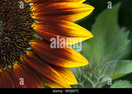 Rare dysfonctionnement tournesol tournesol jaune vif, avec des gènes de couleur marron chocolat et de pigmentation dans les pétales, Helianthus annuus Banque D'Images