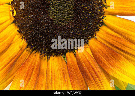 Rare dysfonctionnement tournesol tournesol jaune vif, avec des gènes de couleur marron chocolat et de pigmentation dans les pétales, Helianthus annuus Banque D'Images